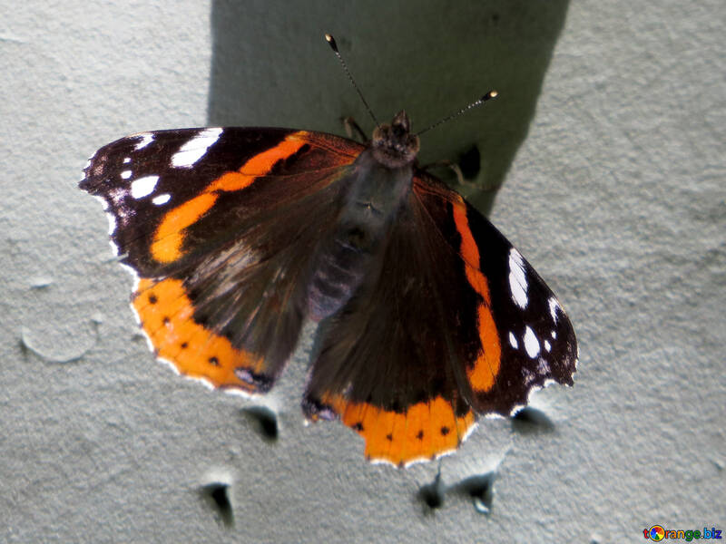 Admiral butterfly №33836