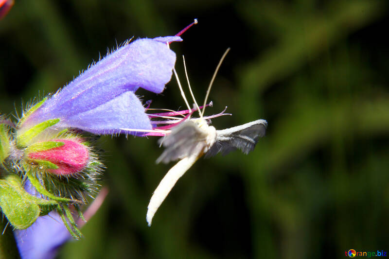 Метелик пальцекрилка птерофоріди на квітці №33844