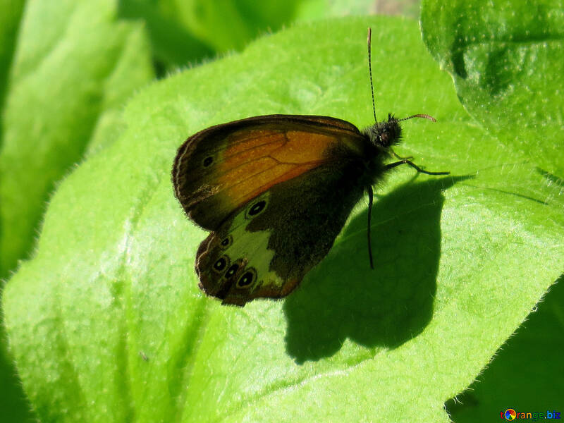 Arkania Butterfly №33843