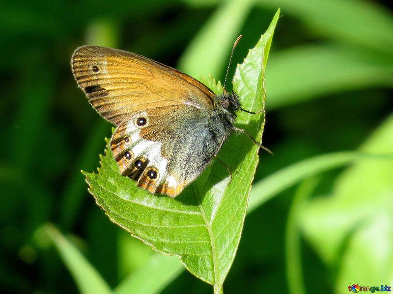 Siennica-mariposa №33842