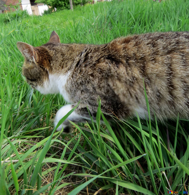 Gato se cuela en la hierba №33302