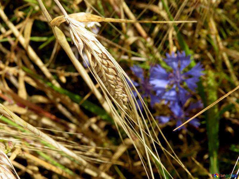 Бур`янистої квітка на хлібному полі №33325