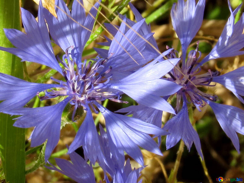 Flower cornflower №33329