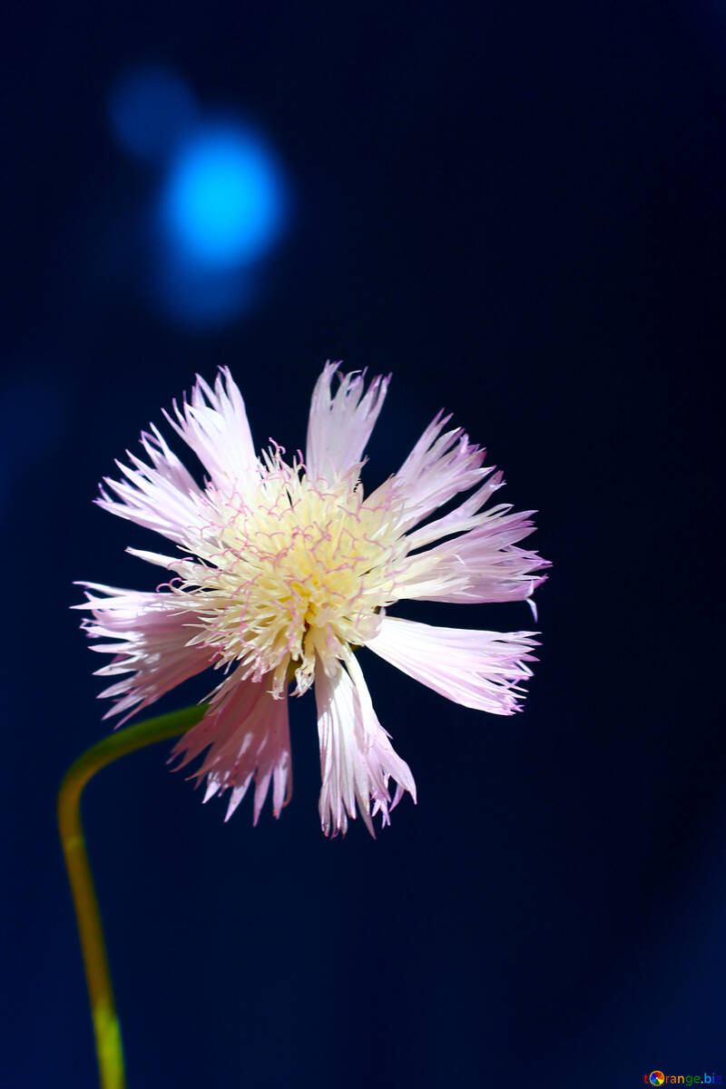 Blume Kornblume blau Hintergrund №33425