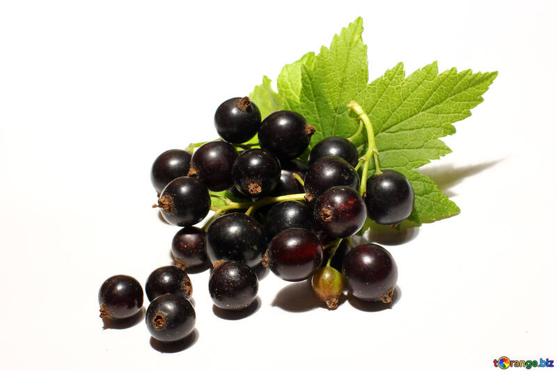 Berries of black currant isolated №33158