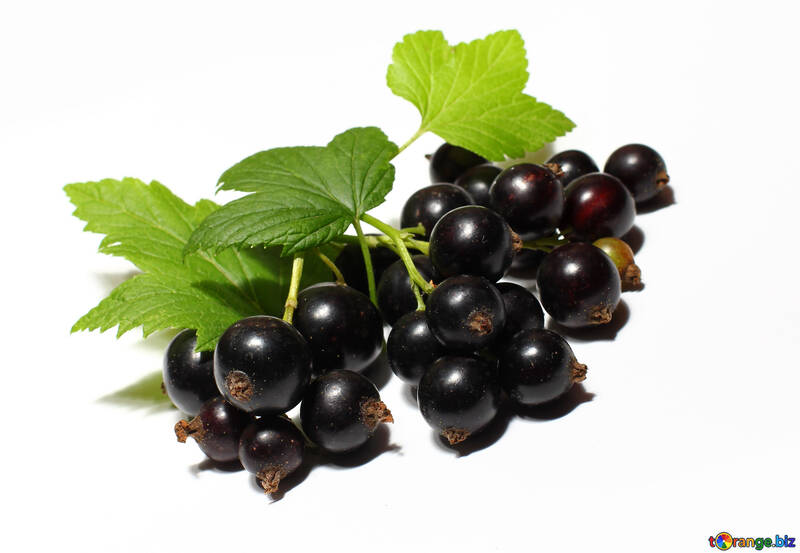 Black currant isolated №33164