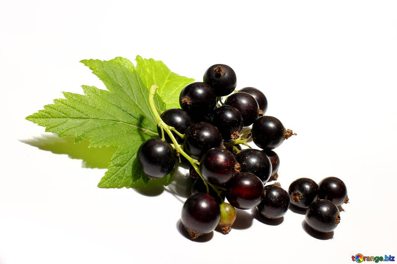 Black currant isolated on white background №33159