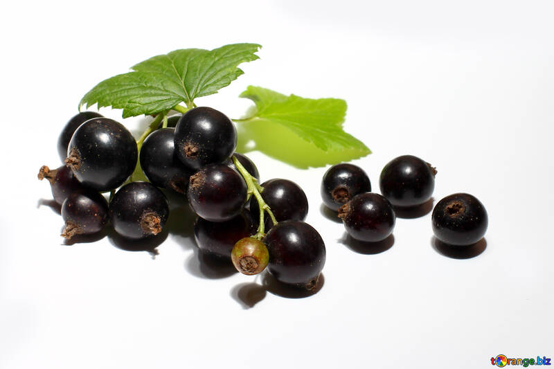 Bacche di ribes nero e foglie in isolamento №33162