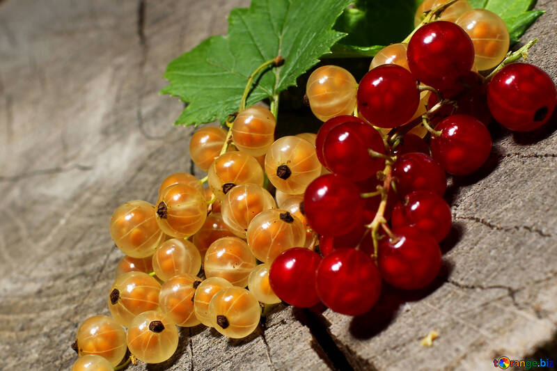 Juicy berries of currant №33184