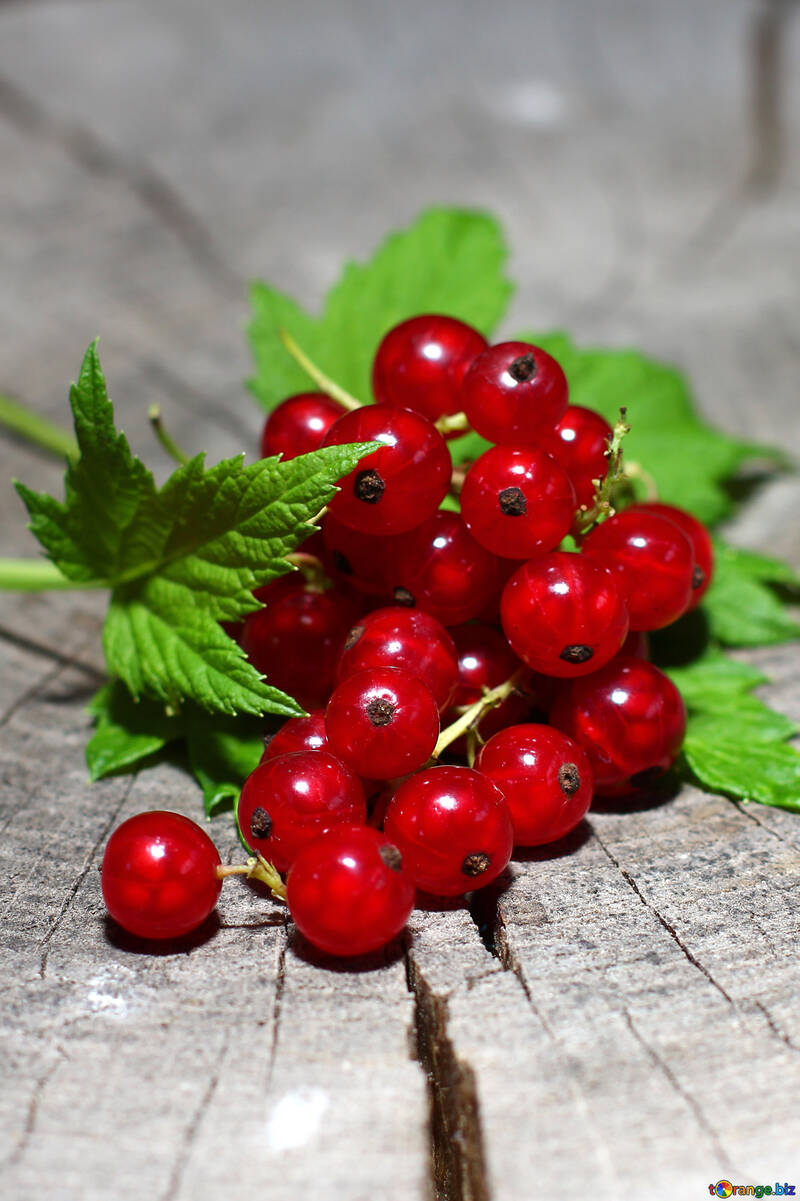 Red currant №33242