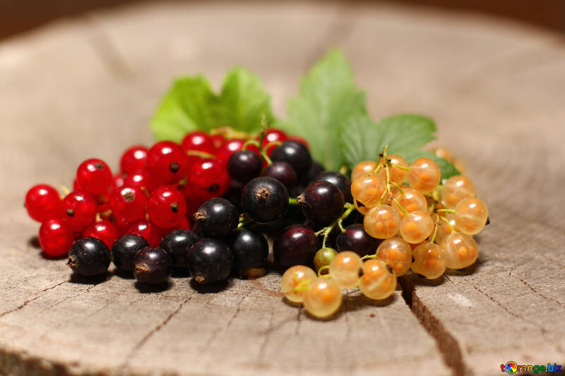 Red Black White currant №33144
