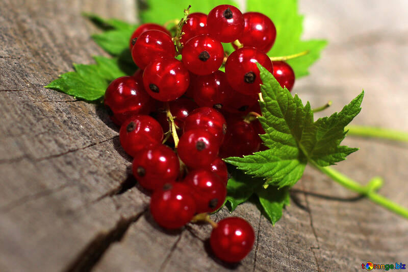 Red currant with leaf №33244