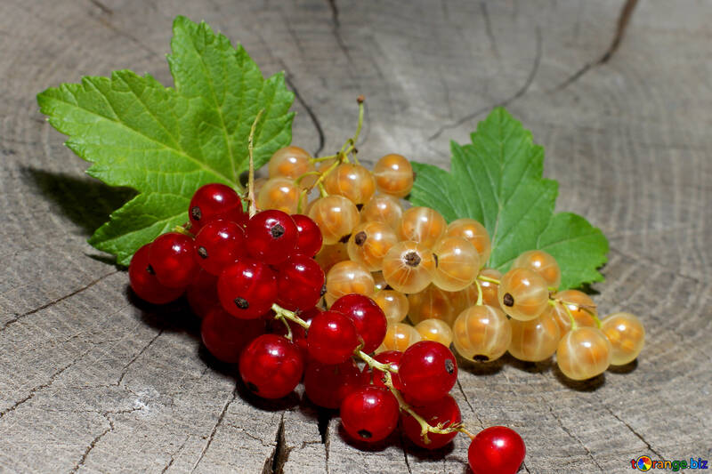 Red and white currant berries №33175