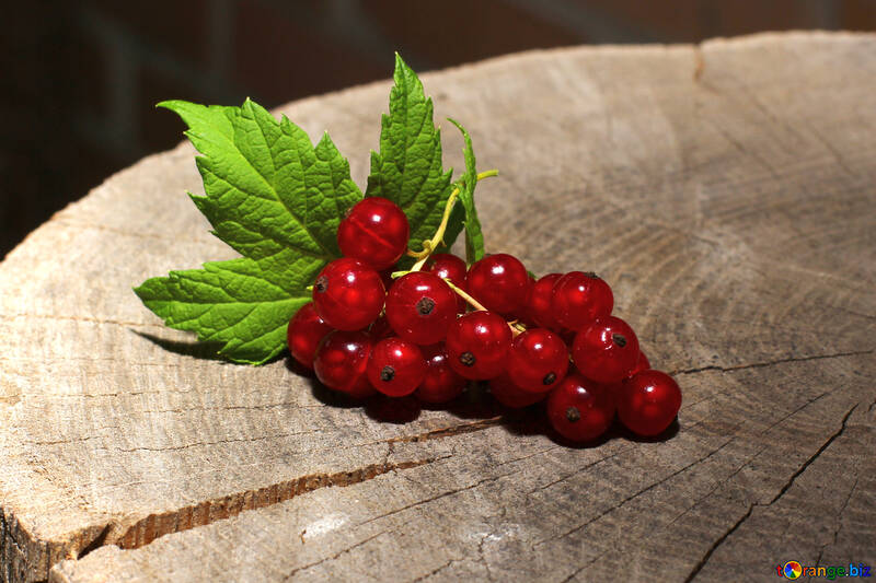 Sprig of red currant №33220