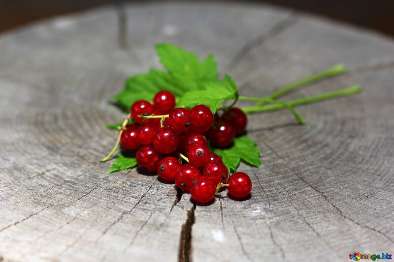 Useful red currant №33238