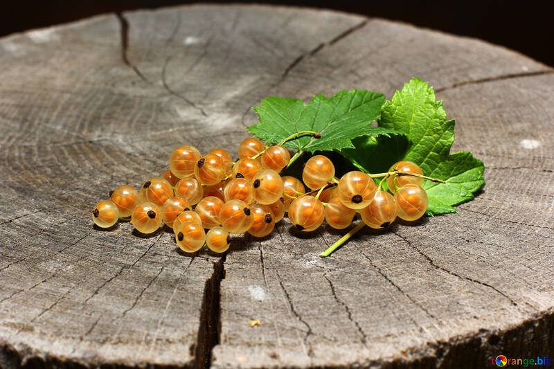 White currant with leaf №33185