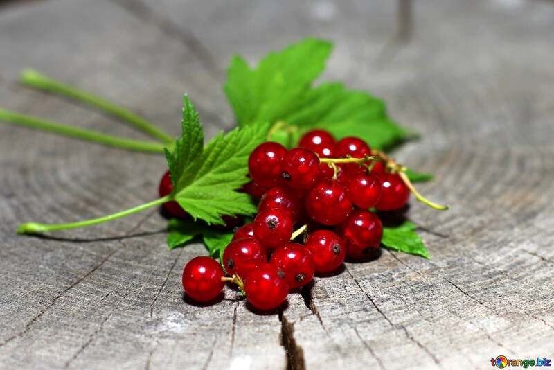 Red currant  №33237