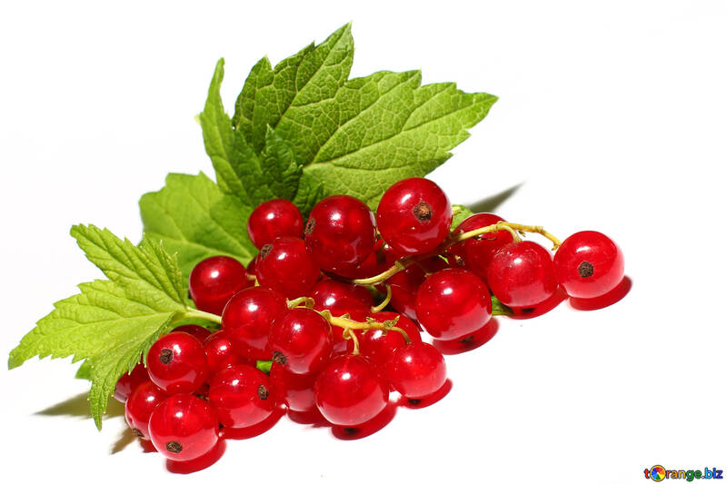 Red currant isolated №33229