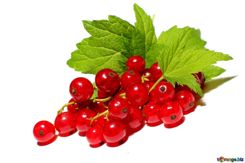 Red currant isolated on white background №33228
