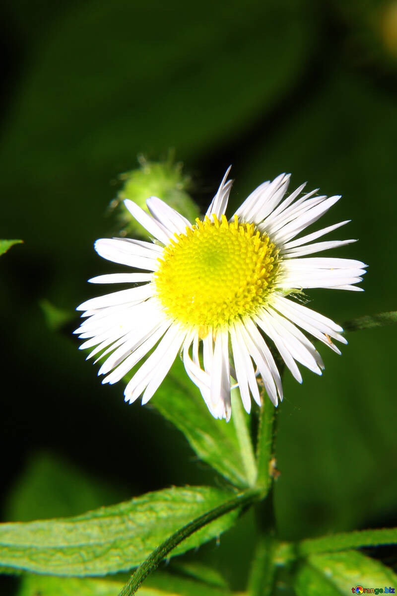 La fleur de daisy-like №33386