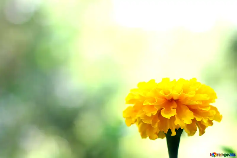 3,840 Calendula Frame Royalty-Free Photos and Stock Images | Shutterstock