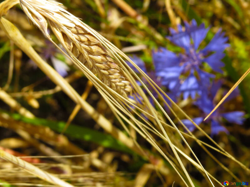 Бур`ян на пшеничному полі №33324
