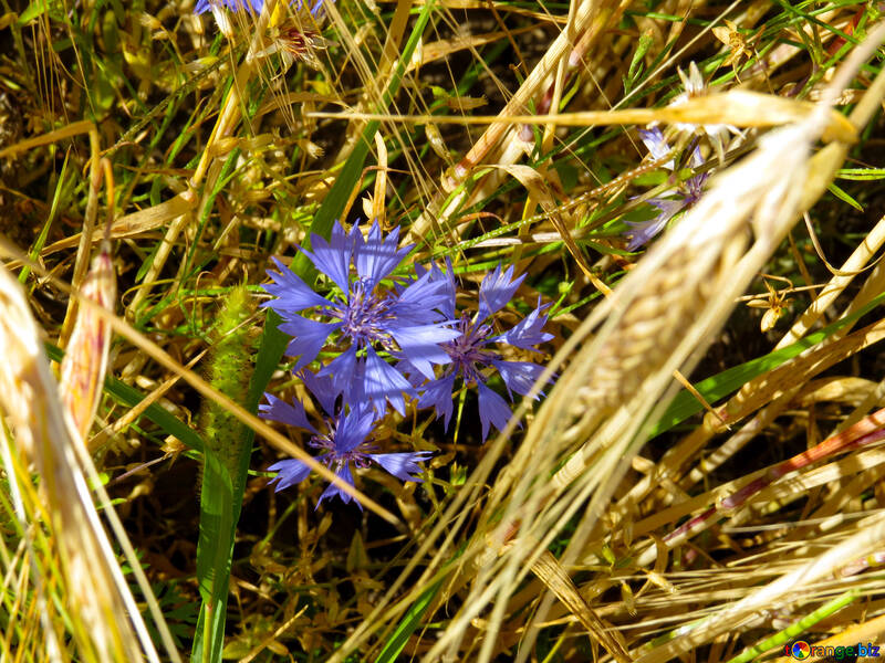 Un fiore di erba sul campo №33326