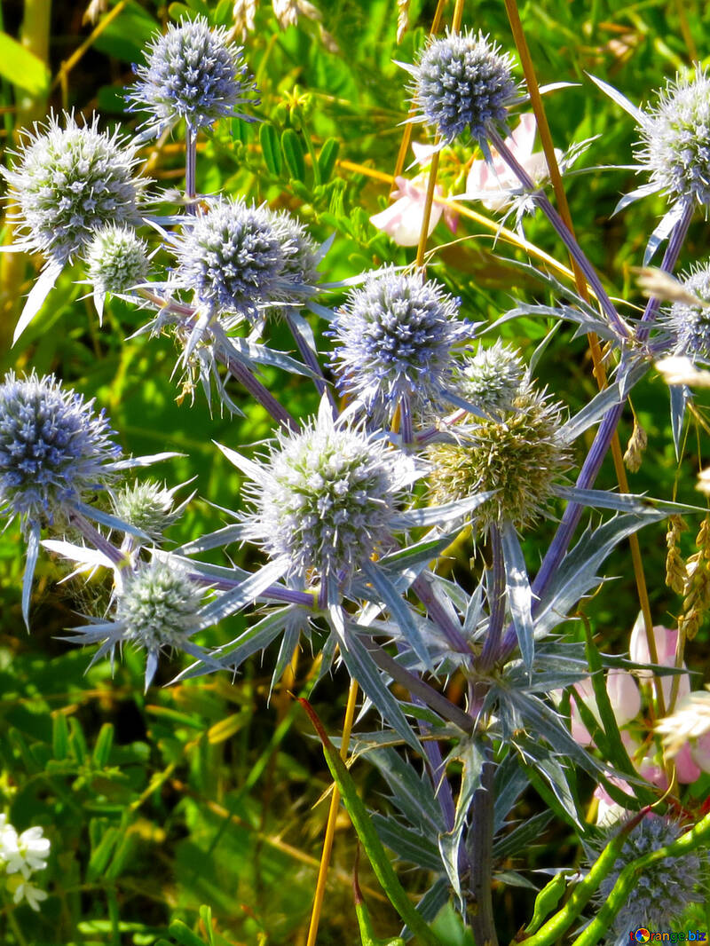 Eryngium №33332