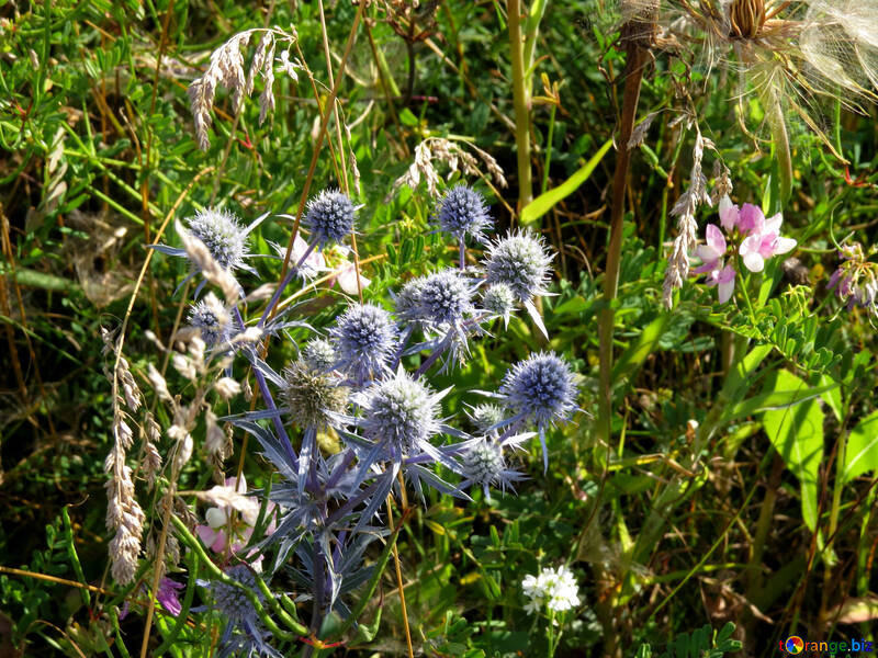 Eryngium erva azul áspera de campo №33333