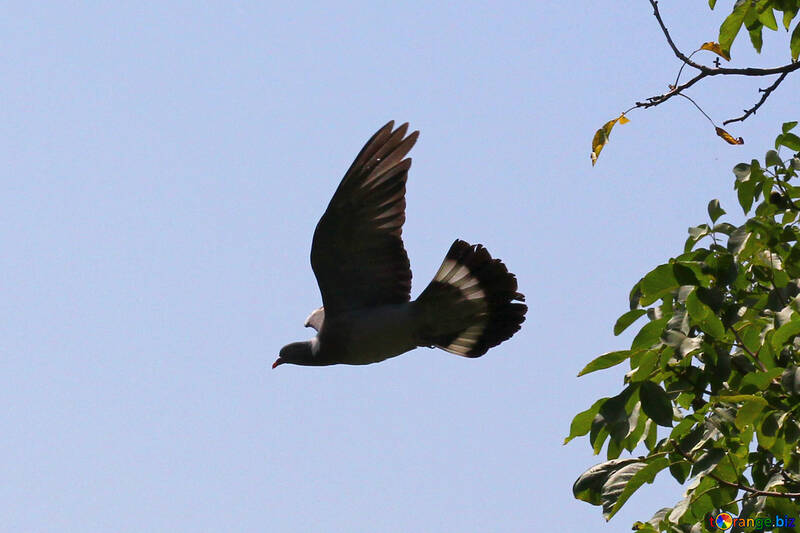 Beautiful dove in flight №33798