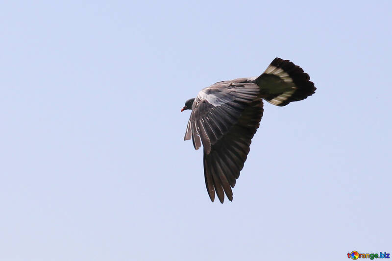 Wild dove in flight №33808