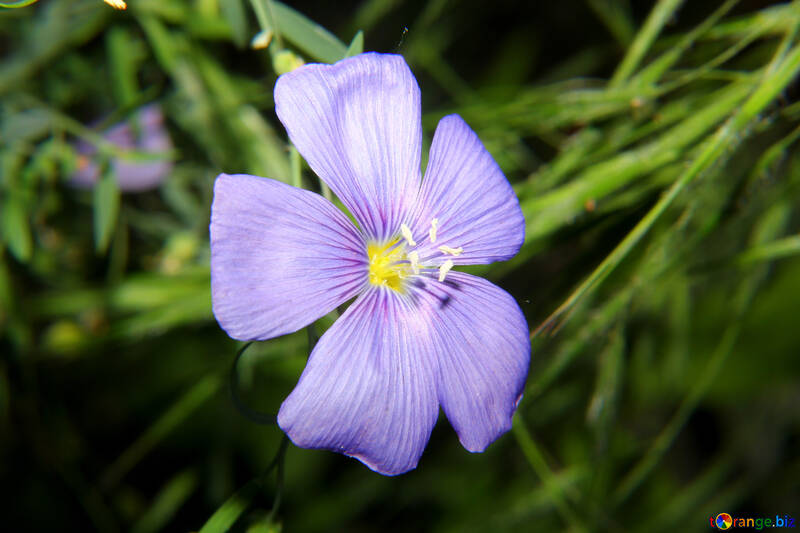 A beautiful small flower №33415
