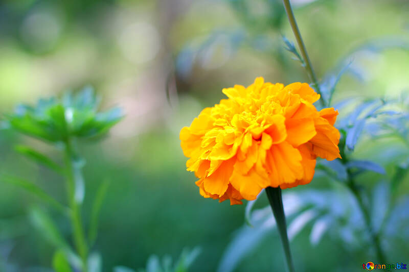 Larga flor de Marigold №33463