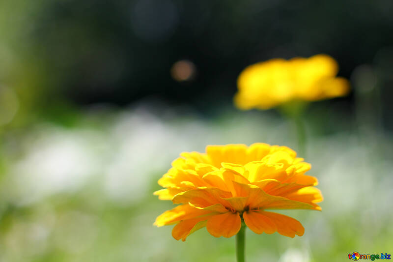 Une fleur jaune №33447