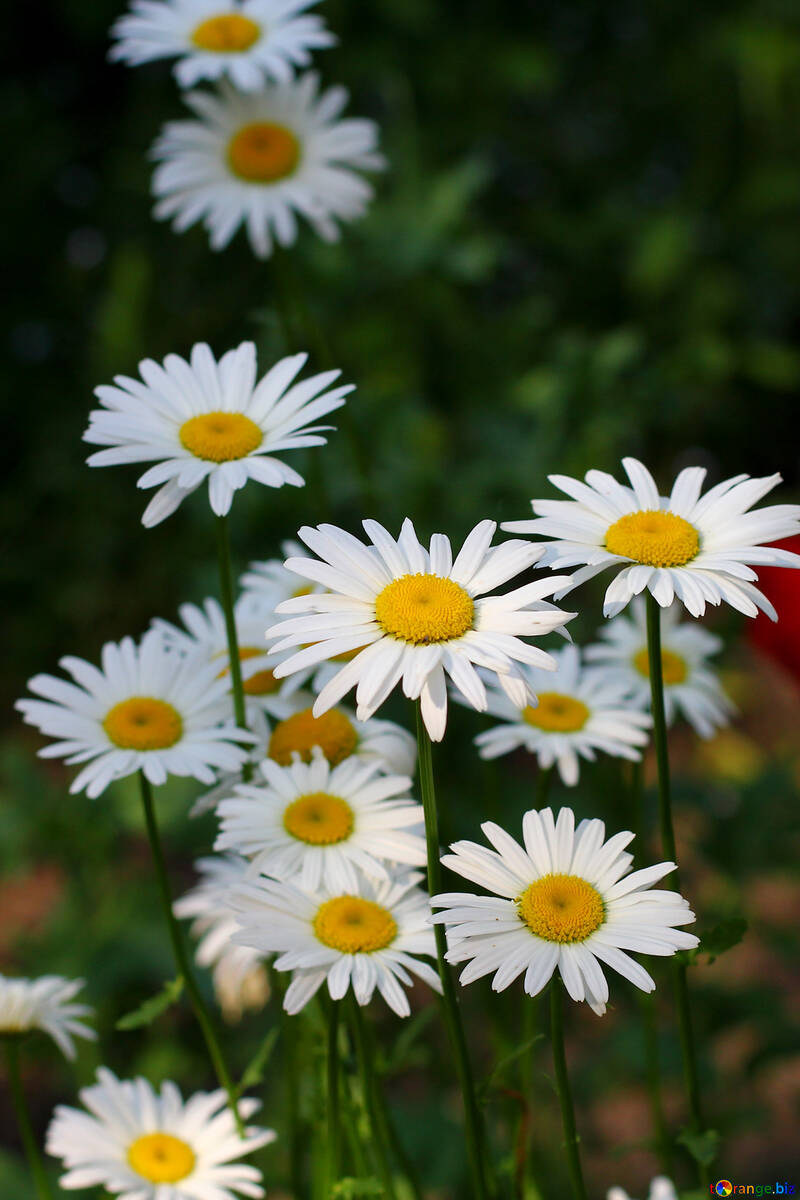 Daisy flowers №33418