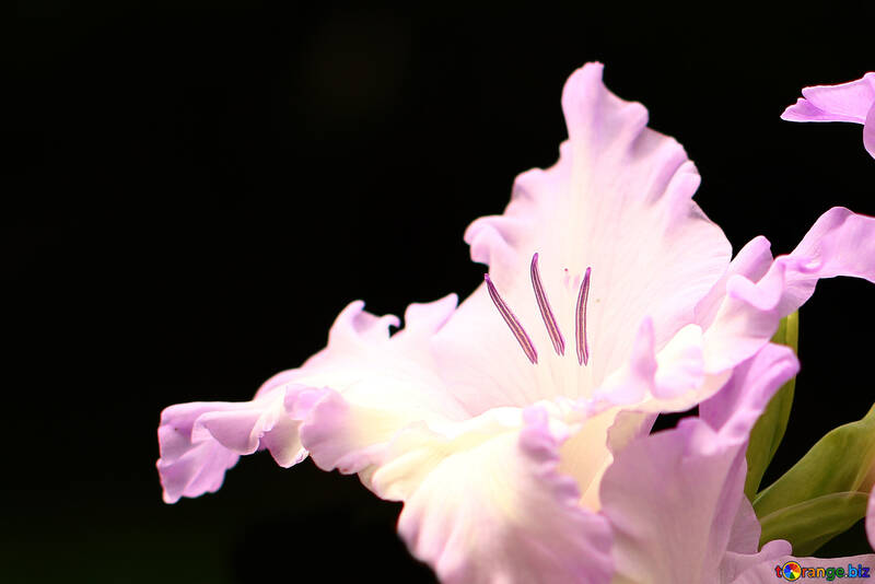 Gladiolen-Blüten vor dunklen Hintergrund №33742