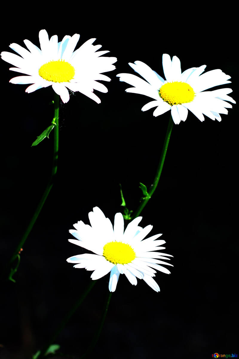 Gänseblümchen-Blumen isoliert №33420