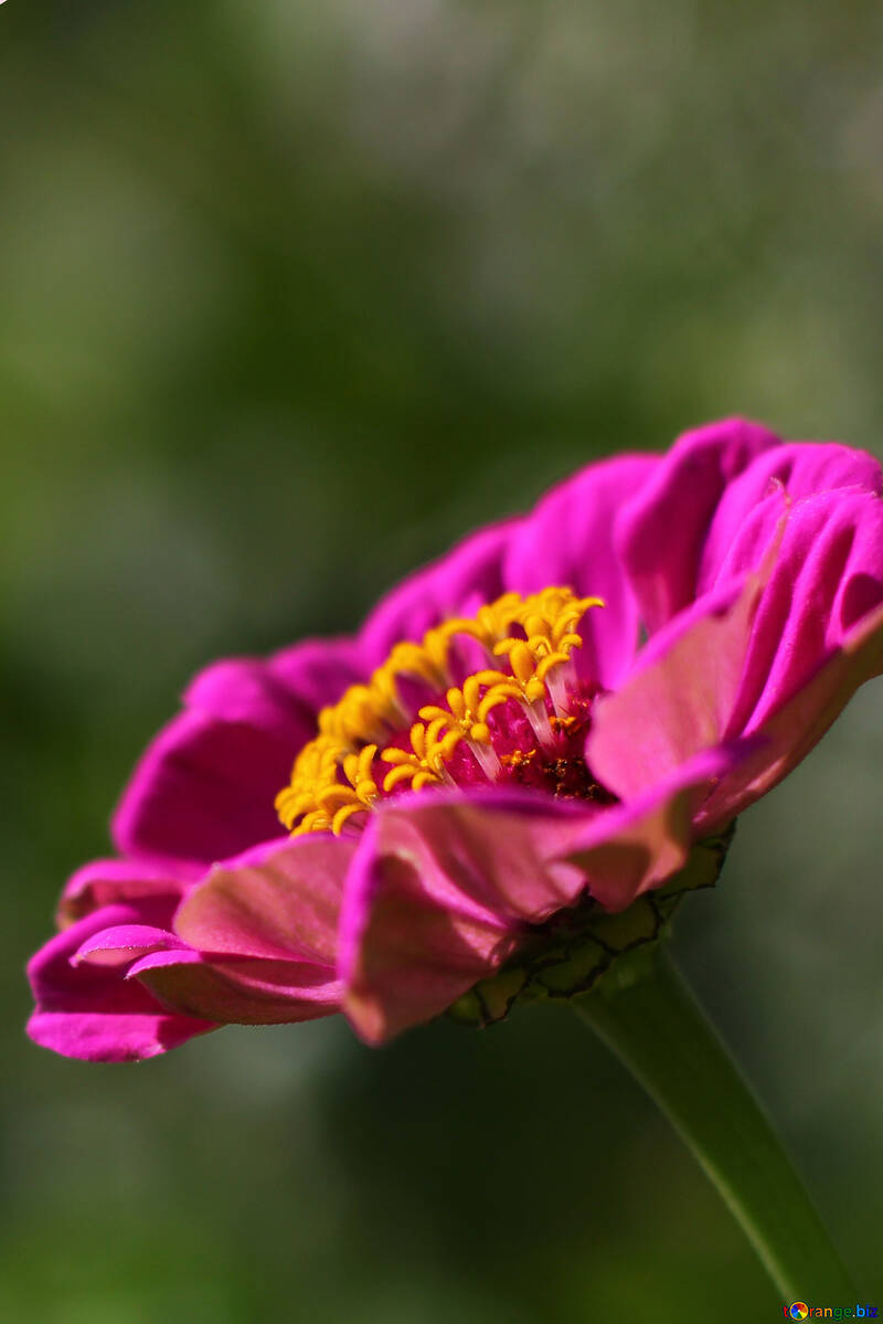 Zinnia №33445