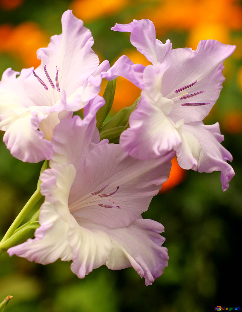 Beautiful gladiolus №33740