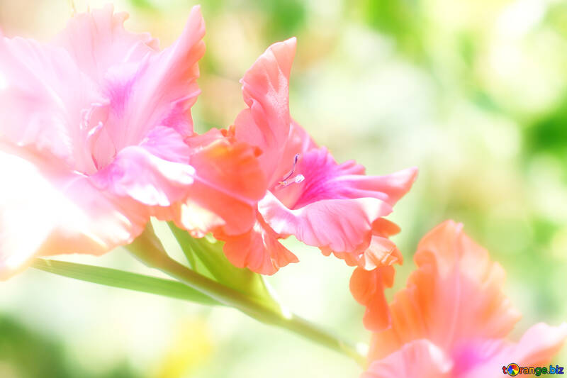 Bright background from gladiolus №33475
