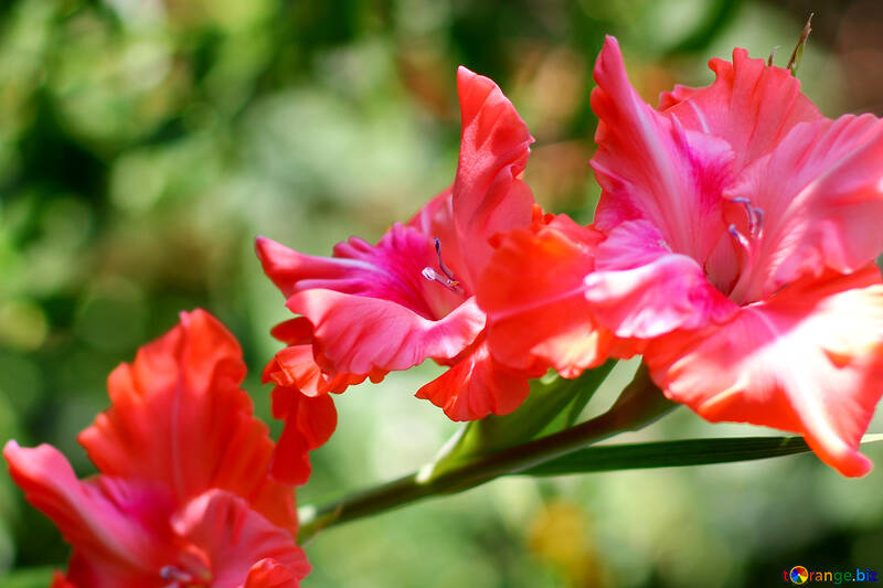 Flor de gladiolos №33477