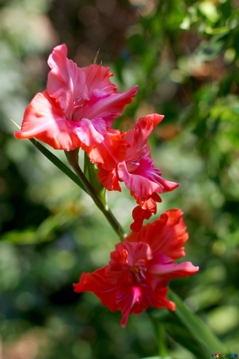 Red gladiolus №33473