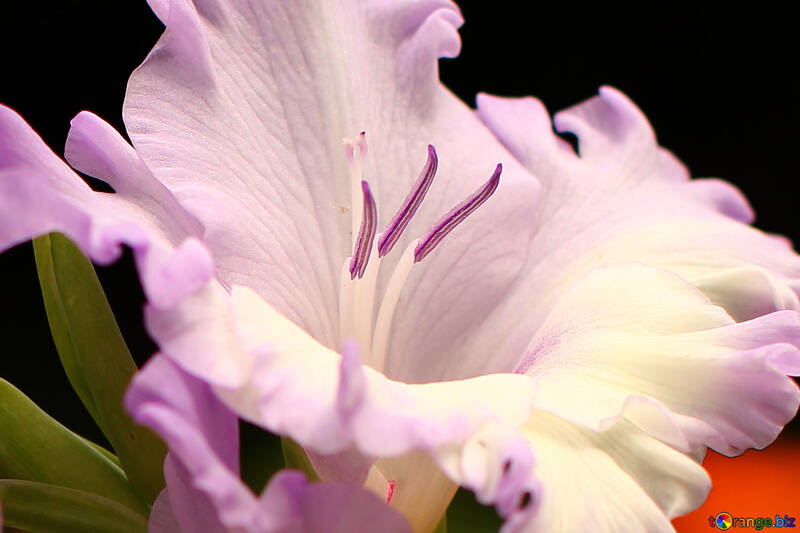 Papierkorb Blume Gladiole №33746