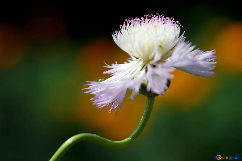 Wildblumen für das Cover von Facebook №33434