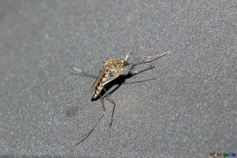 Mosquito №33862