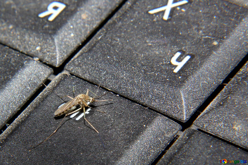 Mosquito on computer keyboard №33864