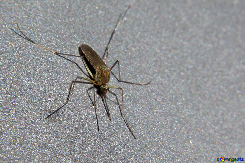 Macro de mosquito №33863