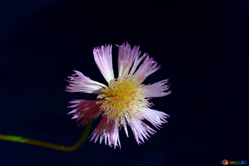 Blume Kornblume isoliert №33424