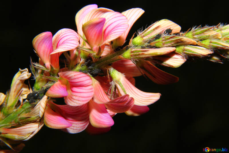Ізольовано квітка лугова макро №33344