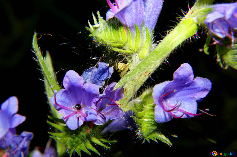 Pequeña flor azul en aislamiento №33379